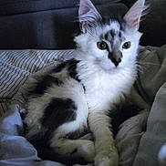 Gribouille a rejoint le concours — aidez-le/la à gagner de superbes lots ! cat, kitten, white, gray, fur, pet, animal, bed, blanket, striped, indoor, cozy, cute, feline, young, resting, paw, ears, looking, soft