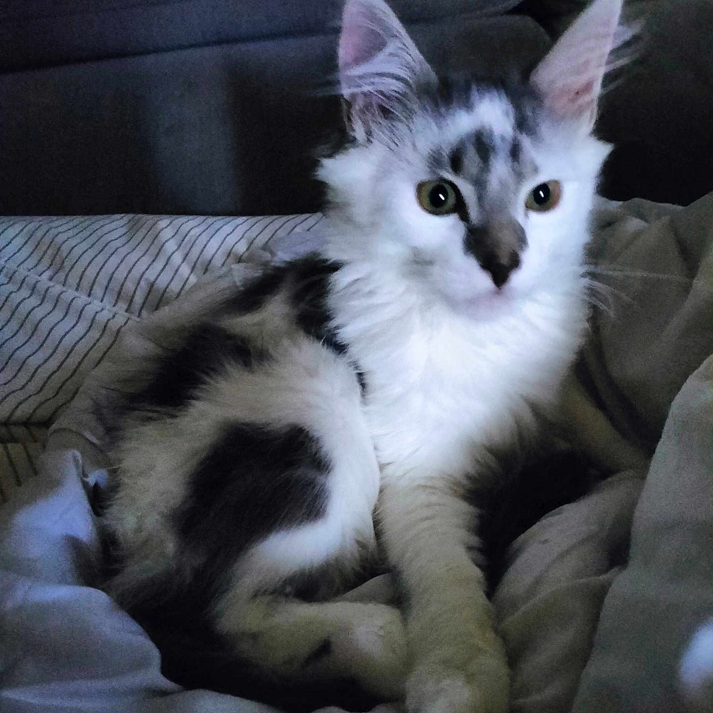 Gribouille a rejoint le concours — aidez-le/la à gagner de superbes lots ! animal, bed, blanket, cat, cozy, cute, ears, feline, fur, gray, indoor, kitten, looking, paw, pet, resting, soft, striped, white, young