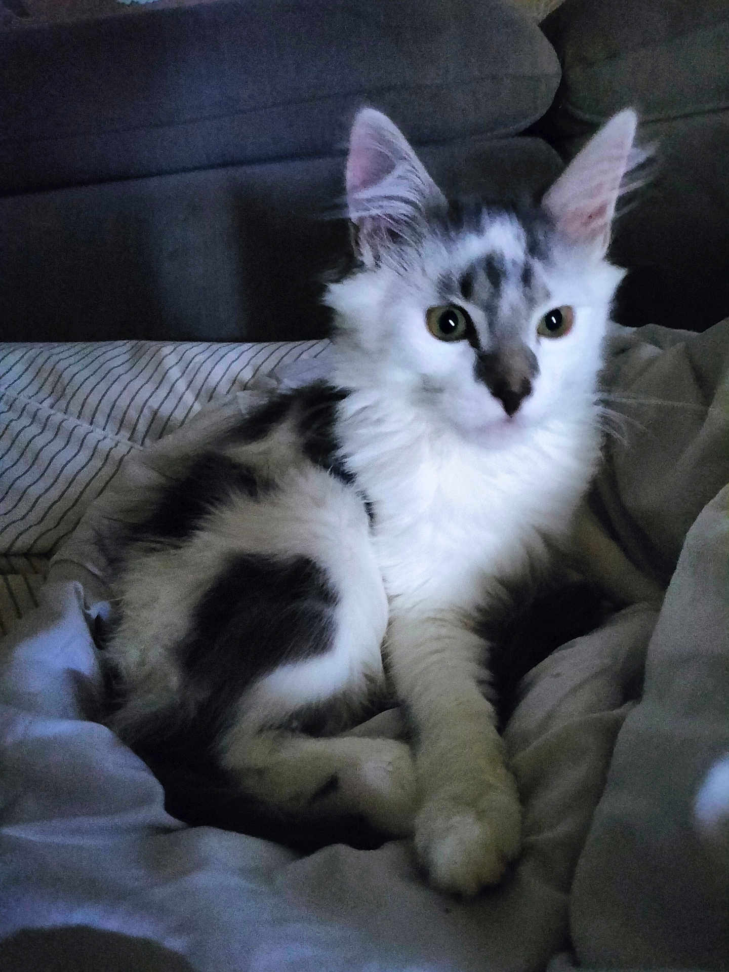 Gribouille a rejoint le concours — aidez-le/la à gagner de superbes lots ! cat, kitten, white, gray, fur, pet, animal, bed, blanket, striped, indoor, cozy, cute, feline, young, resting, paw, ears, looking, soft