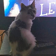 Gribouille a rejoint le concours — aidez-le/la à gagner de superbes lots ! animal, blurry, cable, cat, companion, curious, dark, domestic, feline, fluffy, furniture, household, indoor, logo, pet, remote_control, screen, sitting, television, text