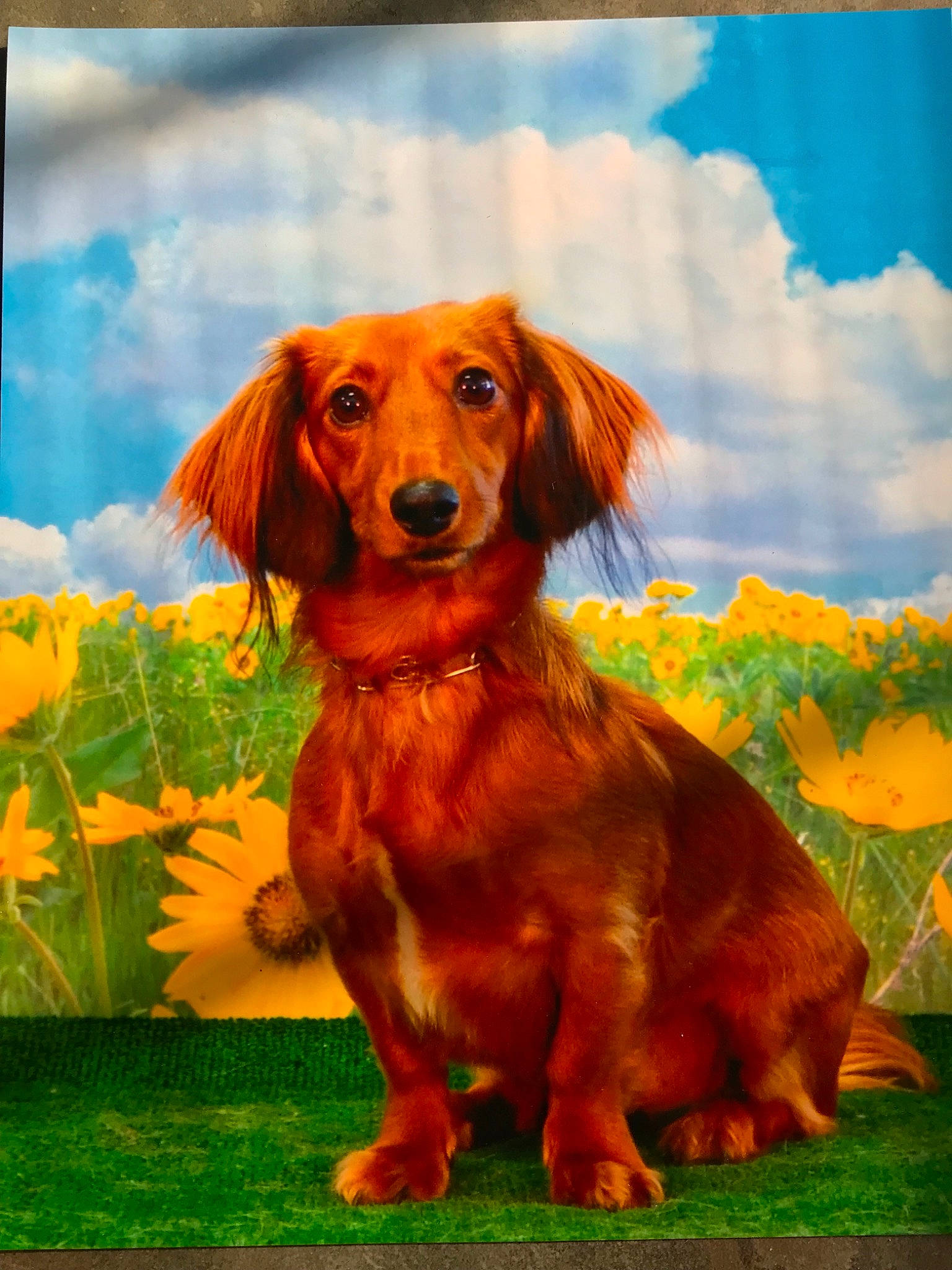 Winston joined the competition — help win amazing prizes! canidae, carnivore, companion_dog, dachshund, dog, dog_breed, mammal, puppy, snout, sporting_group, vertebrate