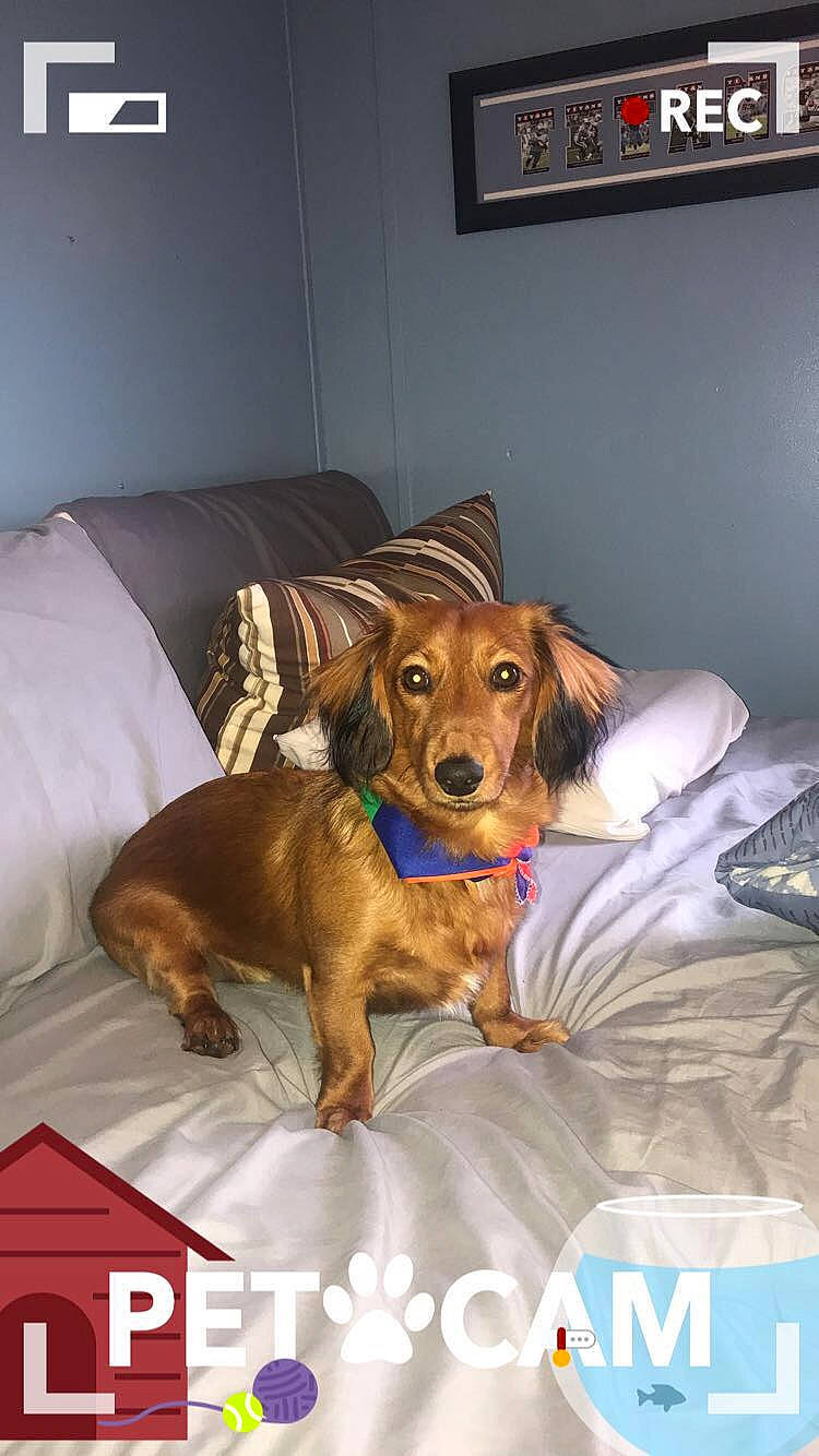 Winston is registered to the contest to win money with this photo: canidae, carnivore, companion_dog, dachshund, dog, dog_breed, fawn, liver, photo_caption, puppy, sporting_group