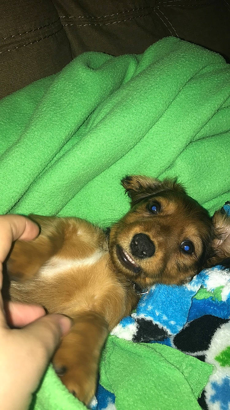 Winston is registered to the contest to win money with this photo: canidae, carnivore, companion_dog, dog, dog_breed, fawn, mammal, miniature_pinscher, puppy, snout, sporting_group, vertebrate