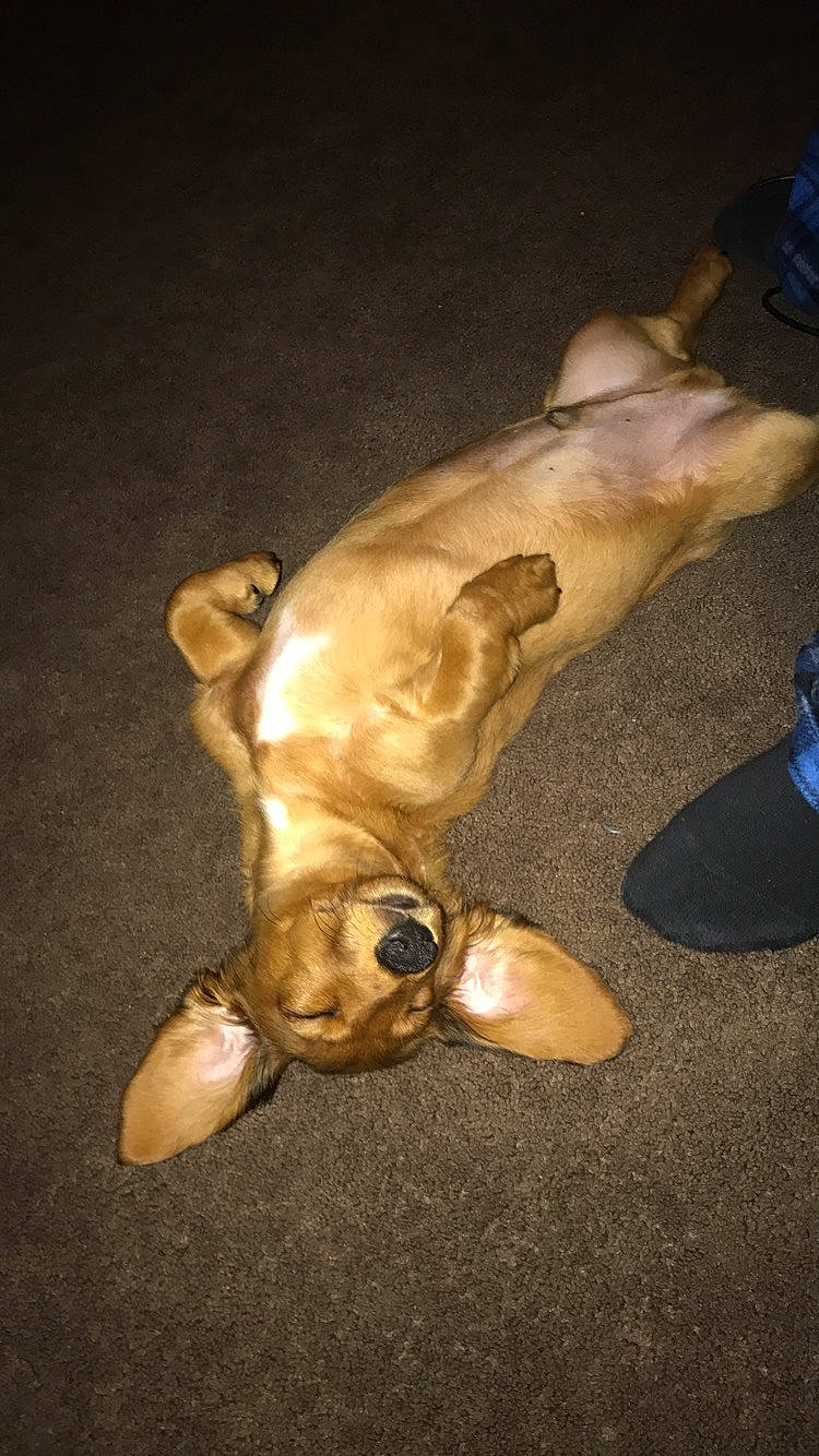 Winston is registered to the contest to win money with this photo: american_pit_bull_terrier, canidae, carnivore, dog, dog_breed, fawn, non_sporting_group, snout