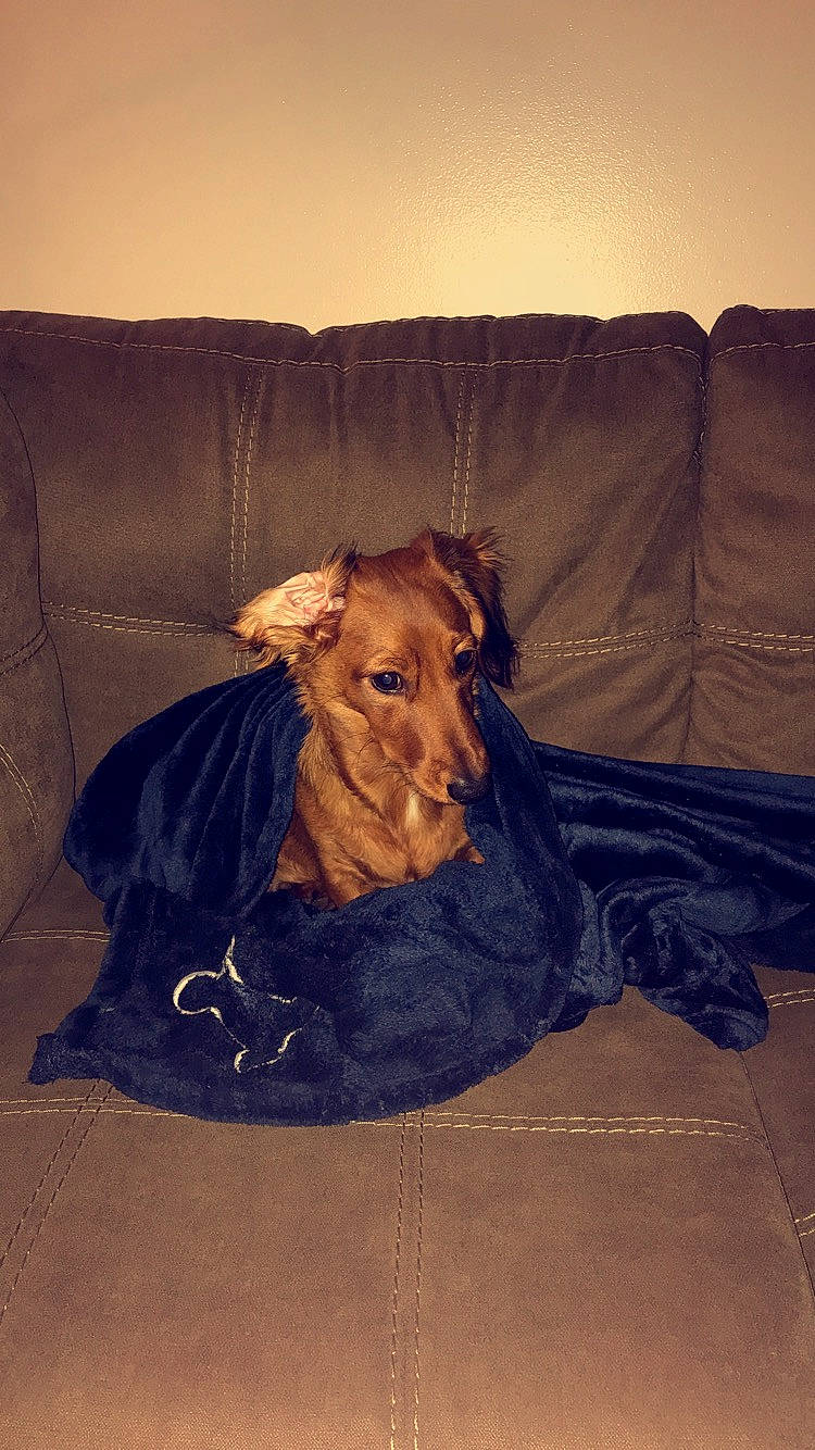 Winston is registered to the contest to win money with this photo: canidae, carnivore, companion_dog, dog, dog_breed, sporting_group