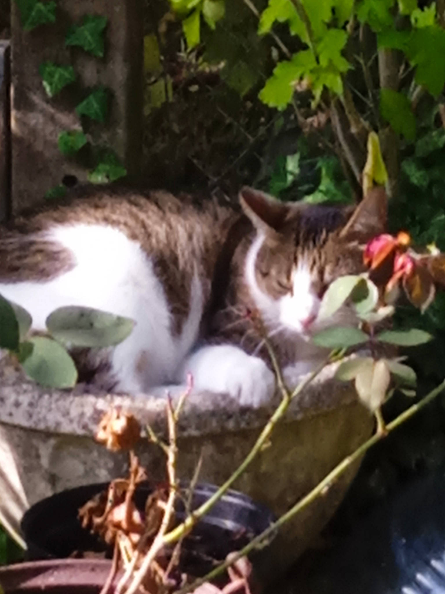 Ninette participe au concours pour gagner de l'argent avec cette photo : carnivore, cat, domestic_short_haired_cat, felidae, fur, grass, photo_caption, plant, small_to_medium_sized_cats, tail, terrestrial_animal, tree, twig, whiskers, wildlife, wood