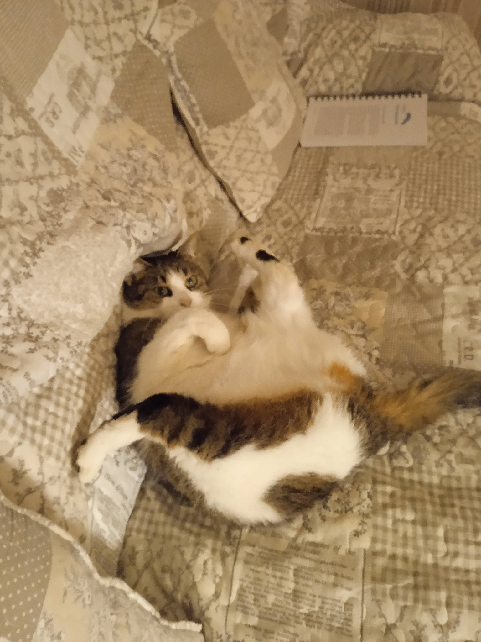 Ninette a rejoint le concours — aidez-le/la à gagner de superbes lots ! carnivore, cat, comfort, domestic_short_haired_cat, fashion_accessory, fawn, felidae, flooring, fur, grey, linens, monochrome, monochrome_photography, pattern, paw, room, small_to_medium_sized_cats, tail, whiskers, wood