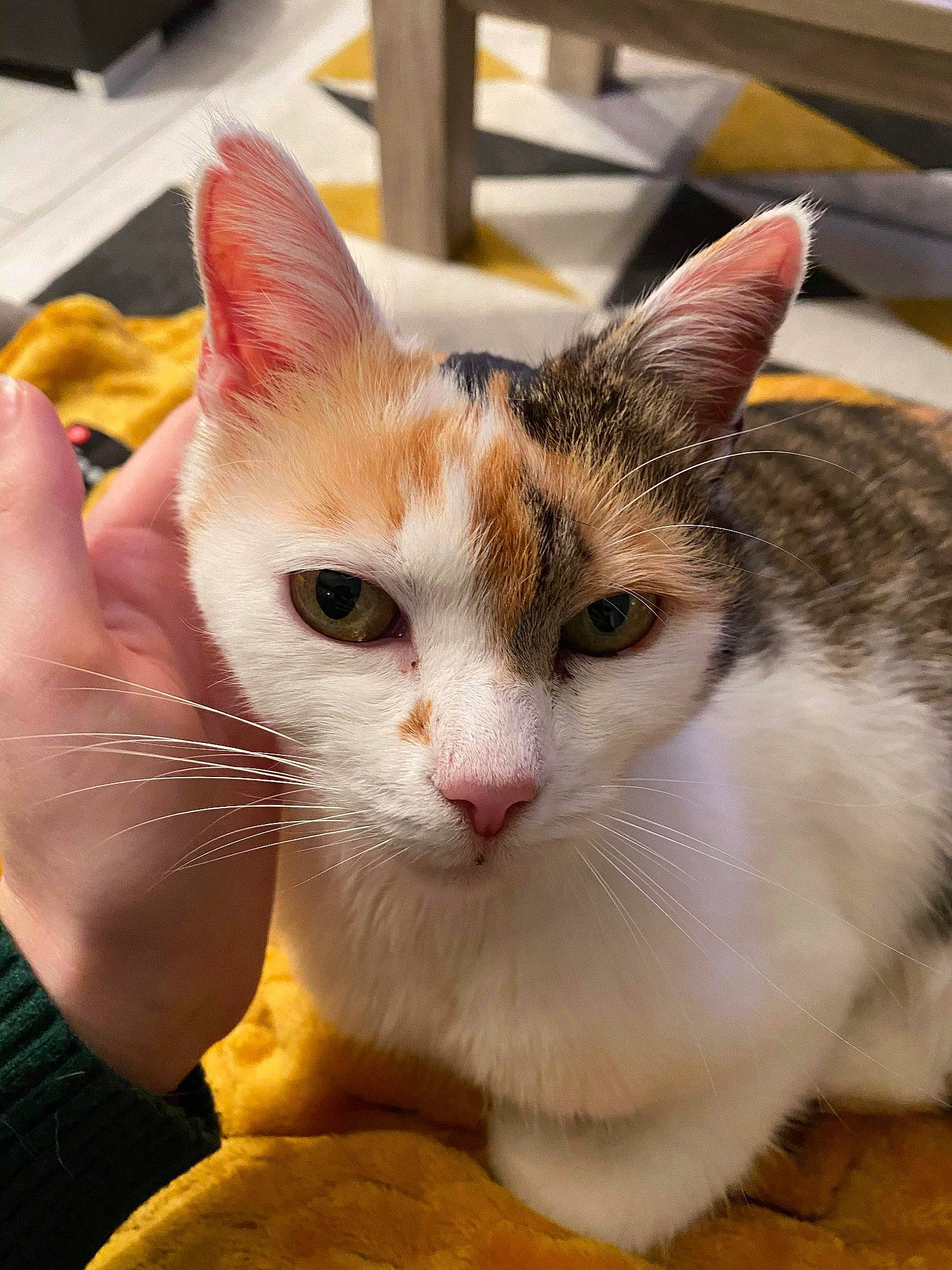 Maya a rejoint le concours — aidez-le/la à gagner de superbes lots ! carnivore, cat, domestic_short_haired_cat, eye, fawn, felidae, fur, paw, small_to_medium_sized_cats, snout, tail, whiskers, window