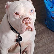 Cashmere joined the competition — help win amazing prizes! dog, white_dog, heterochromia, blue_eye, brown_eye, pet, indoor, floor, collar, leash, seated, closeup, animal, canine, looking_away, ears, snout, flooring, domestic, companion