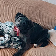 Hazey is registered to the contest to win money with this photo: dog, black_dog, tongue_out, couch, blanket, indoor, pet, playful, happy, fur, animal, canine, resting, home, cozy, texture, looking, head_tilt, living_room, domestic