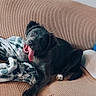 dog, black_dog, tongue_out, couch, blanket, indoor, pet, playful, happy, fur, animal, canine, resting, home, cozy, texture, looking, head_tilt, living_room, domestic