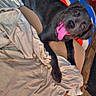 Hazey joined the competition — help win amazing prizes! dog, black_dog, tongue_out, happy, pet, indoor, blanket, chair, cozy, furniture, wooden_floor, star_pattern, relaxed, animal, canine, domestic_animal, laying_down, tongue, cute, companion