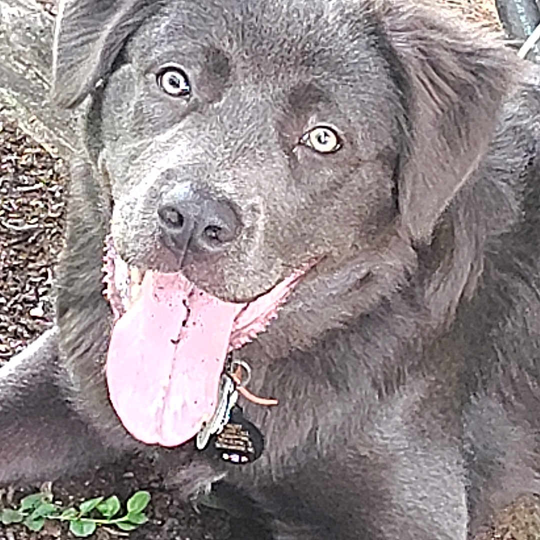 Hazey joined the competition — help win amazing prizes! dog, tongue, pet, canine, outdoor, animal, fur, ears, collar, grass, dirt, happy, playful, nature, mammal, laying, cute, friendly, portrait, closeup