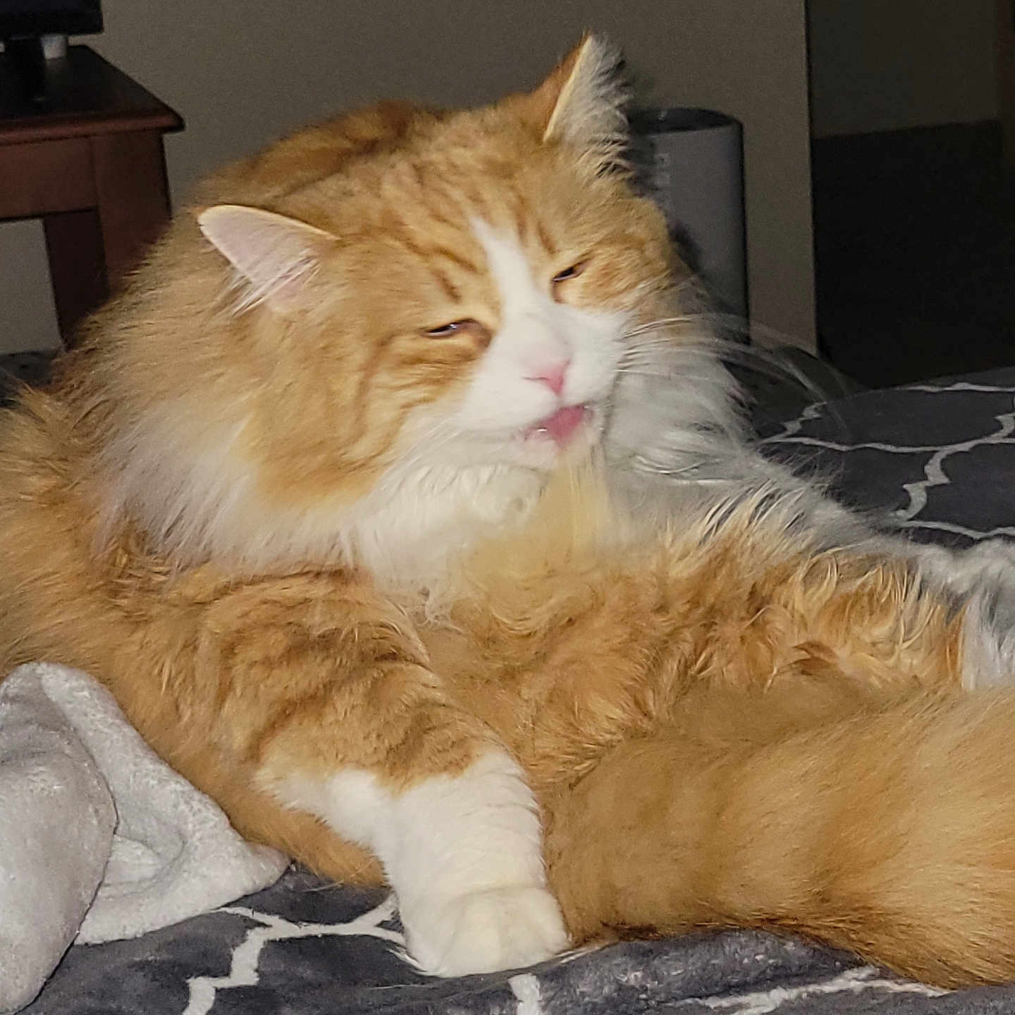 Leo is registered to the contest to win money with this photo: abyssinian, angora, animal, bed, blanket, cat, computerhardware, couch, electronics, furniture, hardware, indoors, kitten, manx, monitor, person, pet, screen, sleeping, wood