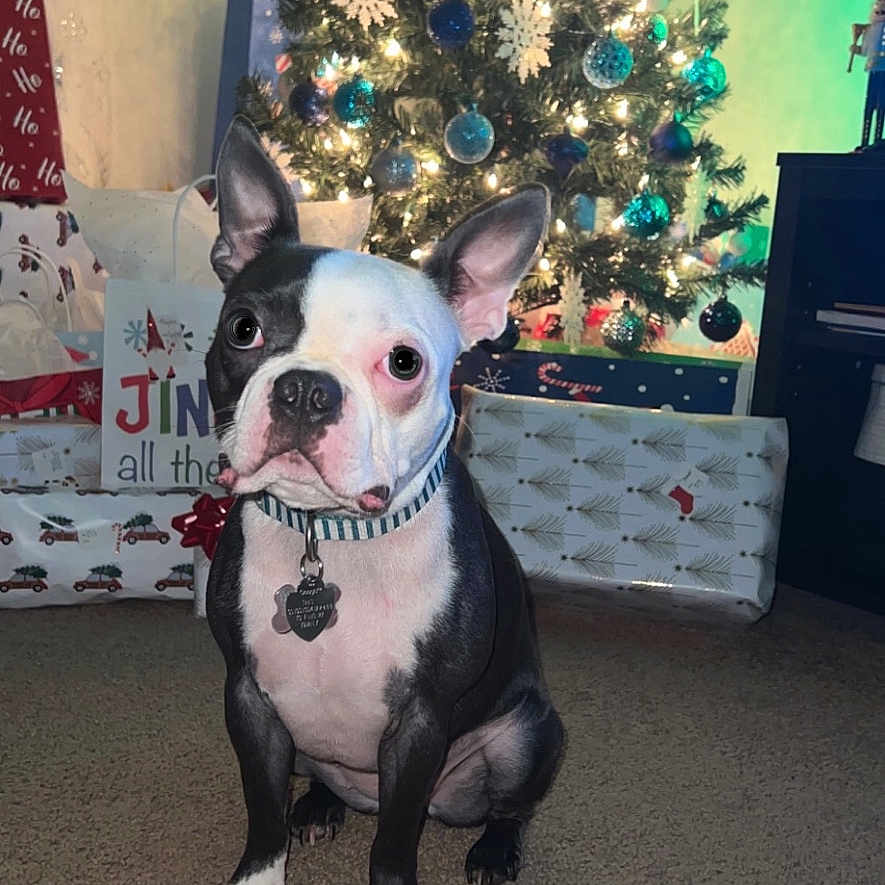 Zella joined the competition — help win amazing prizes! animal, architecture, bostonbull, boxer, building, bulldog, canine, dog, face, frenchbulldog, furniture, head, indoors, interiordesign, person, pet, pitbull, plant, pottedplant, puppy