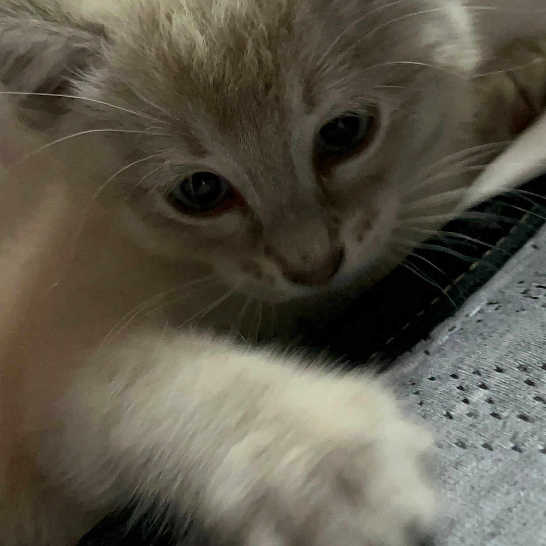 Sammy