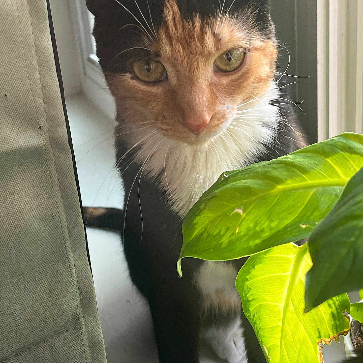 Nova