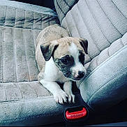 Chivo is registered to the contest to win money with this photo: puppy, dog, car_seat, seatbelt, press_button, animal, pet, cute, small_dog, fur, ears, nose, paw, indoor, vehicle_interior, textured_seat, resting, looking_down, young_dog, car