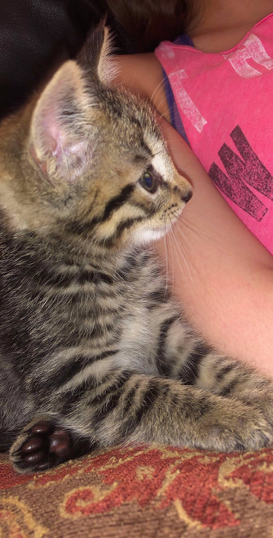 Dipper joined the competition — help win amazing prizes! american_shorthair, asian, california_spangled, carnivore, cat, domestic_short_haired_cat, dragon_li, egyptian_mau, european_shorthair, felidae, kitten, mammal, pixie_bob, rusty_spotted_cat, small_to_medium_sized_cats, snout, tabby_cat, vertebrate, whiskers, wild_cat