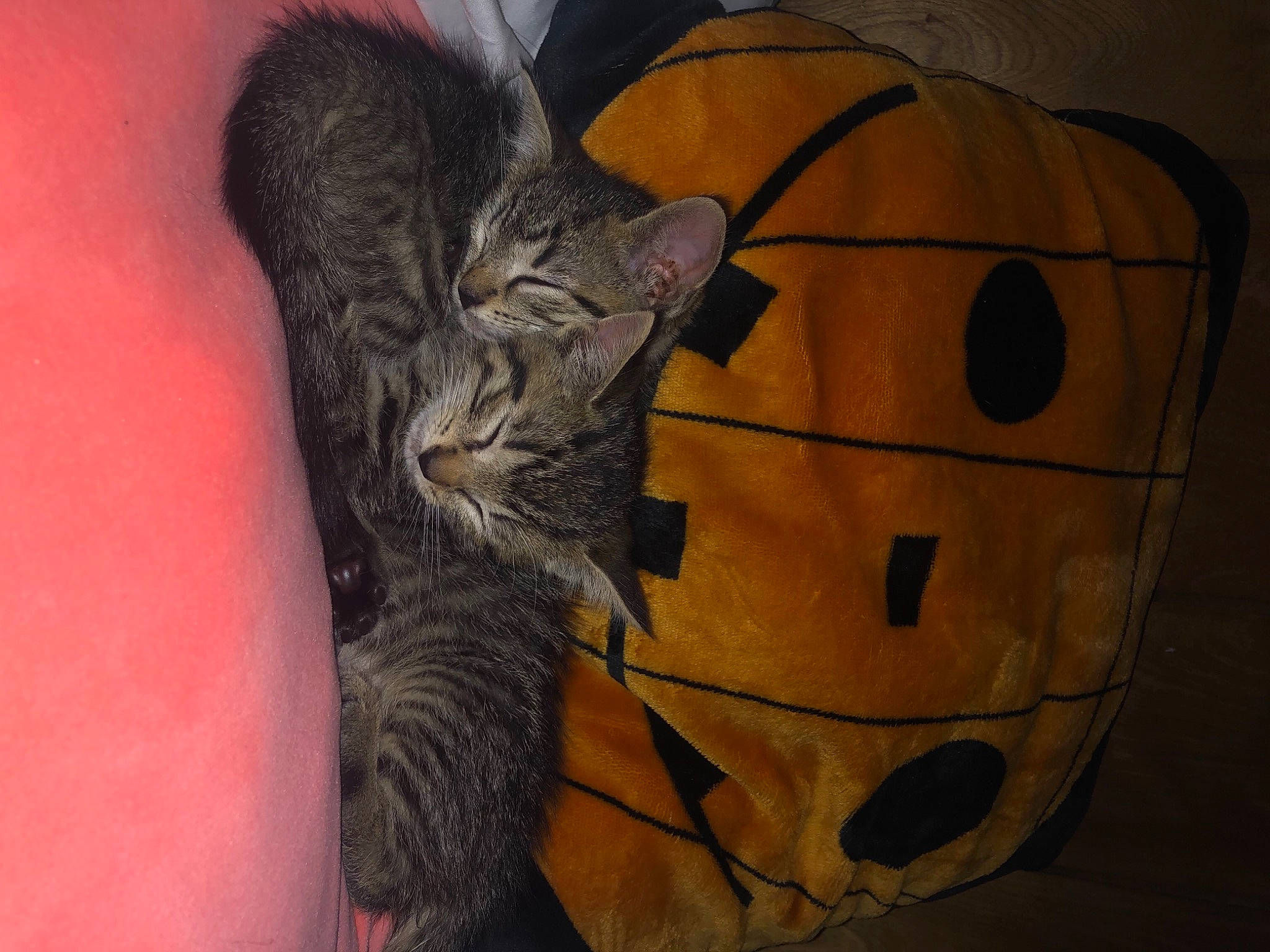 Dipper is registered to the contest to win money with this photo: cat, felidae, small_to_medium_sized_cats, snout, whiskers