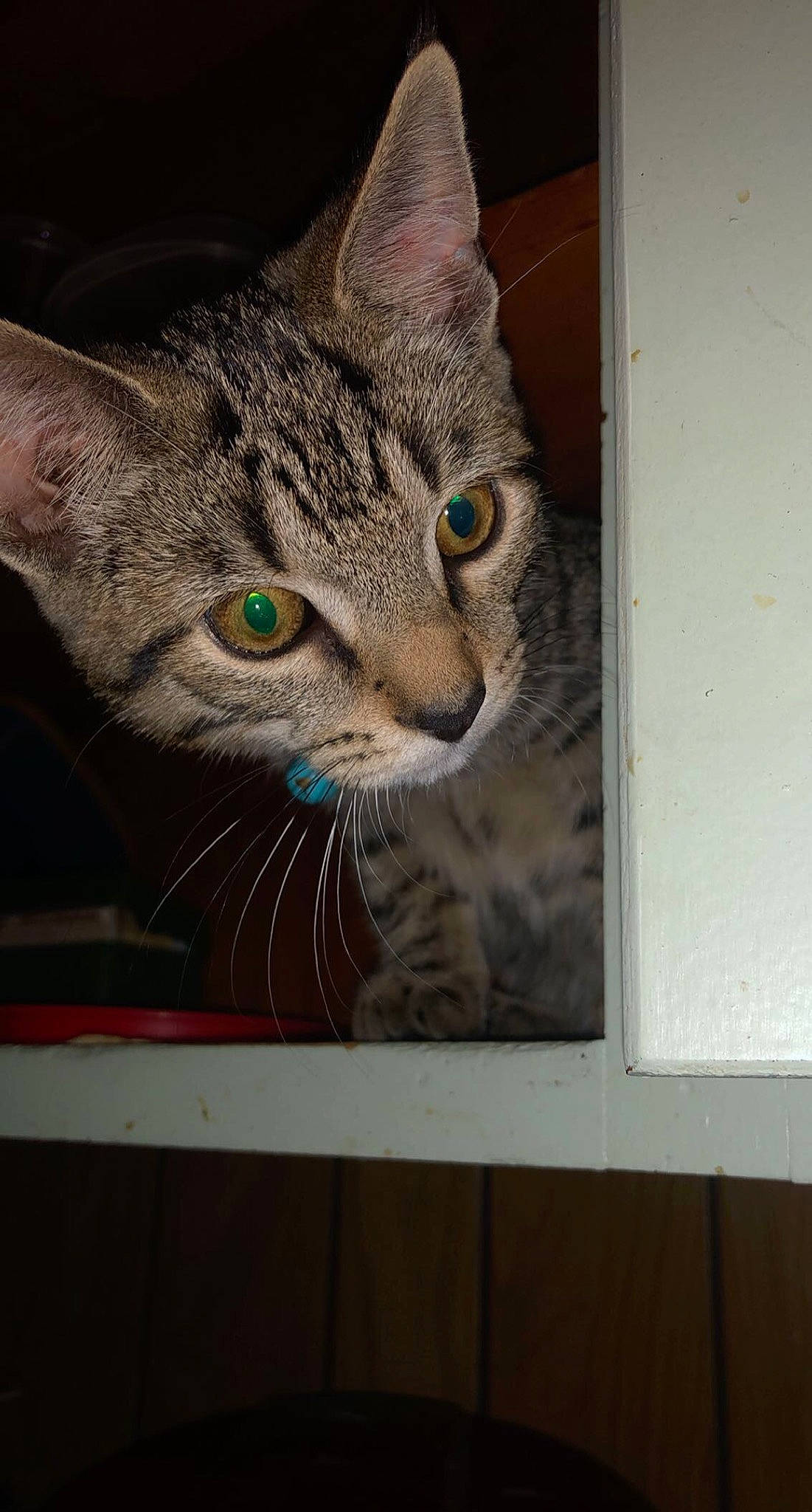 Dipper is registered to the contest to win money with this photo: aegean_cat, american_shorthair, asian, bengal, california_spangled, carnivore, cat, domestic_short_haired_cat, dragon_li, egyptian_mau, european_shorthair, eye, felidae, kitten, mammal, ocicat, small_to_medium_sized_cats, snout, tabby_cat, whiskers