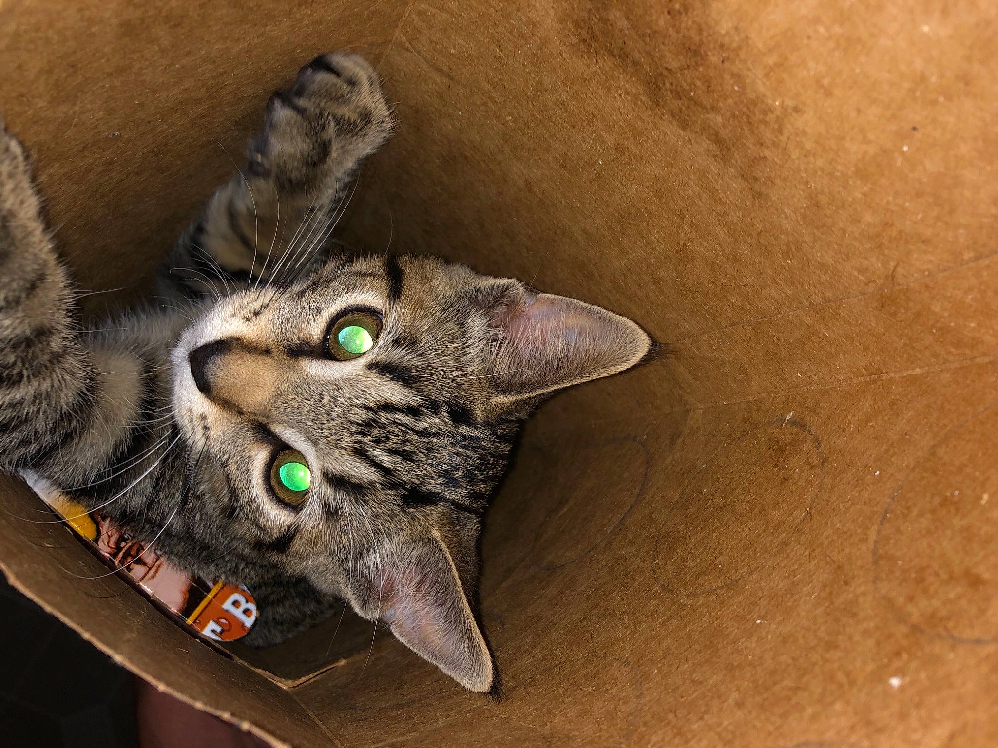 Dipper joined the competition — help win amazing prizes! asian, california_spangled, carnivore, cat, chausie, domestic_short_haired_cat, dragon_li, ear, european_shorthair, eye, felidae, kitten, ocicat, oriental_shorthair, pixie_bob, small_to_medium_sized_cats, snout, tabby_cat, whiskers, wild_cat