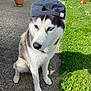 animal, blue_eye, brown_eye, canine, cap, cute, dog, grass, greenery, hat, heterochromia, husky, outdoor, pavement, pet, plant_pot, portrait, shadow, sitting, sunlight