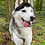 Phalco participe au concours pour gagner de l'argent avec cette photo : animal, canine, daylight, dog, forest, fur, greenery, happy, heterochromia, leash, leaves, mammal, nature, outdoor, pet, siberian_husky, standing, tongue_out, trees, walking
