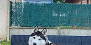 Phalco participe au concours pour gagner de l'argent avec cette photo : dog, husky, pet, outdoor, sofa, toy, green, fence, grass, sky, cloud, tree, house, resting, animal, fur, portrait, leisure, backyard, daytime