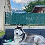 dog, husky, pet, outdoor, sofa, toy, green, fence, grass, sky, cloud, tree, house, resting, animal, fur, portrait, leisure, backyard, daytime