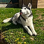 Phalco a rejoint le concours — aidez-le/la à gagner de superbes lots ! dog, siberian_husky, grass, dandelions, flower, outdoor, sunny, pet, animal, tongue_out, nature, yard, fence, wooden_shed, canine, mammal, greenery, spring, daylight, relaxed
