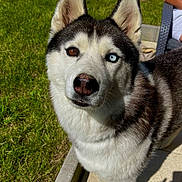 Phalco a rejoint le concours — aidez-le/la à gagner de superbes lots ! dog, siberian_husky, heterochromia, blue_eye, brown_eye, pet, canine, outdoor, grass, patio, sunlight, fur, animal, companion, shadow, person, chair, summer, nature, curious