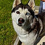dog, siberian_husky, heterochromia, blue_eye, brown_eye, pet, canine, outdoor, grass, patio, sunlight, fur, animal, companion, shadow, person, chair, summer, nature, curious