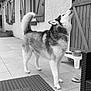 Phalco a rejoint le concours — aidez-le/la à gagner de superbes lots ! dog, husky, pet, outdoor, patio, tile_floor, wooden_shutters, window, dog_bowl, furniture, table, sandal, canine, animal, standing, fur, tail, snout, ear, domestic