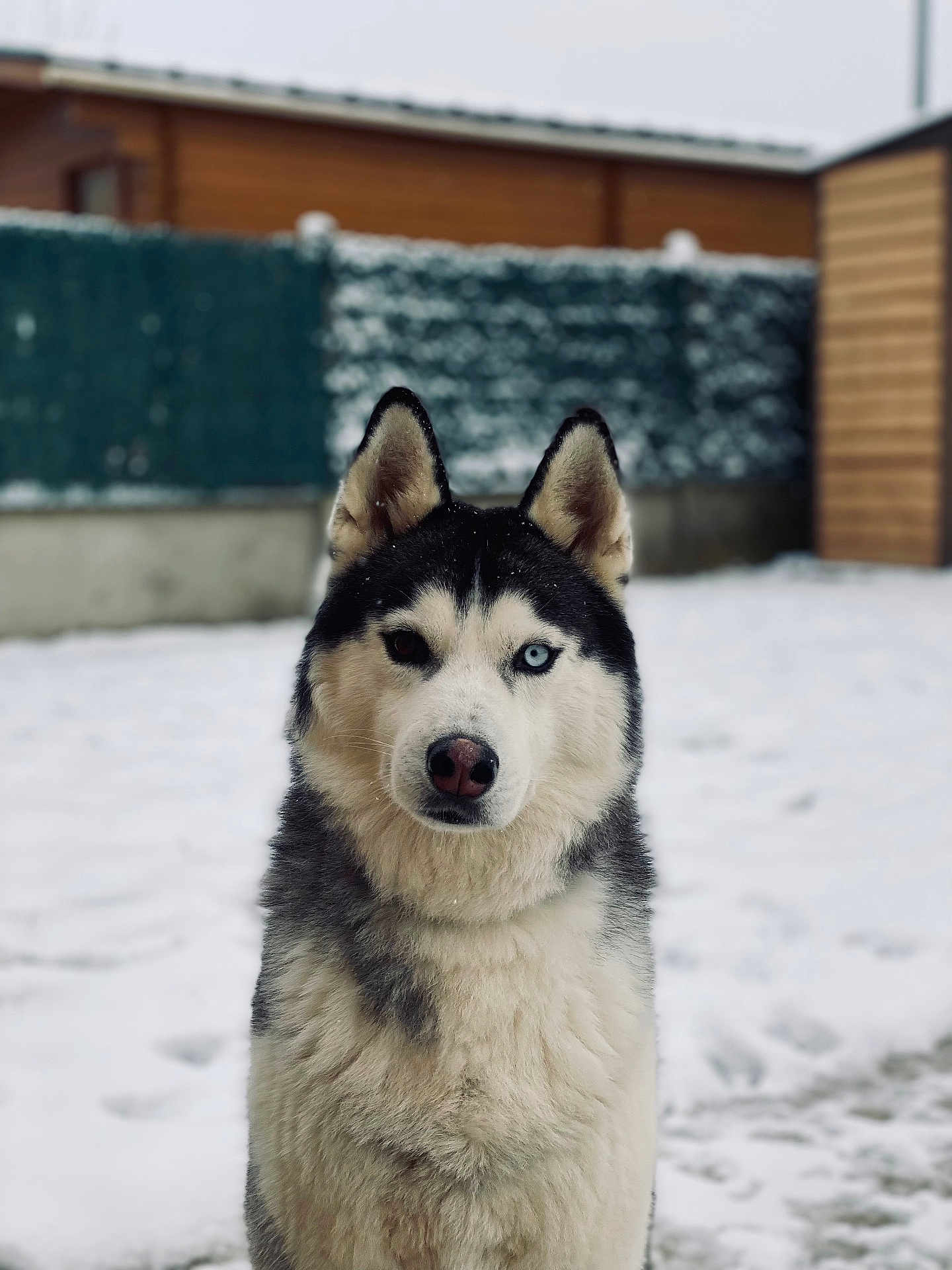 Phalco a rejoint le concours — aidez-le/la à gagner de superbes lots ! dog, siberian_husky, snow, outdoor, pet, animal, winter, fence, fur, portrait, canine, heterochromia, blue_eye, brown_eye, ears, nose, watchful, cold, backyard, mammal