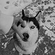 Phalco a rejoint le concours — aidez-le/la à gagner de superbes lots ! animal, black_and_white, canine, cute, dog, ears, fur, hand, husky, looking_up, nose, outdoor, pavement, paw_prints, pet, playful, portrait, siberian_husky, snow, winter