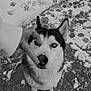animal, black_and_white, canine, cute, dog, ears, fur, hand, husky, looking_up, nose, outdoor, pavement, paw_prints, pet, playful, portrait, siberian_husky, snow, winter