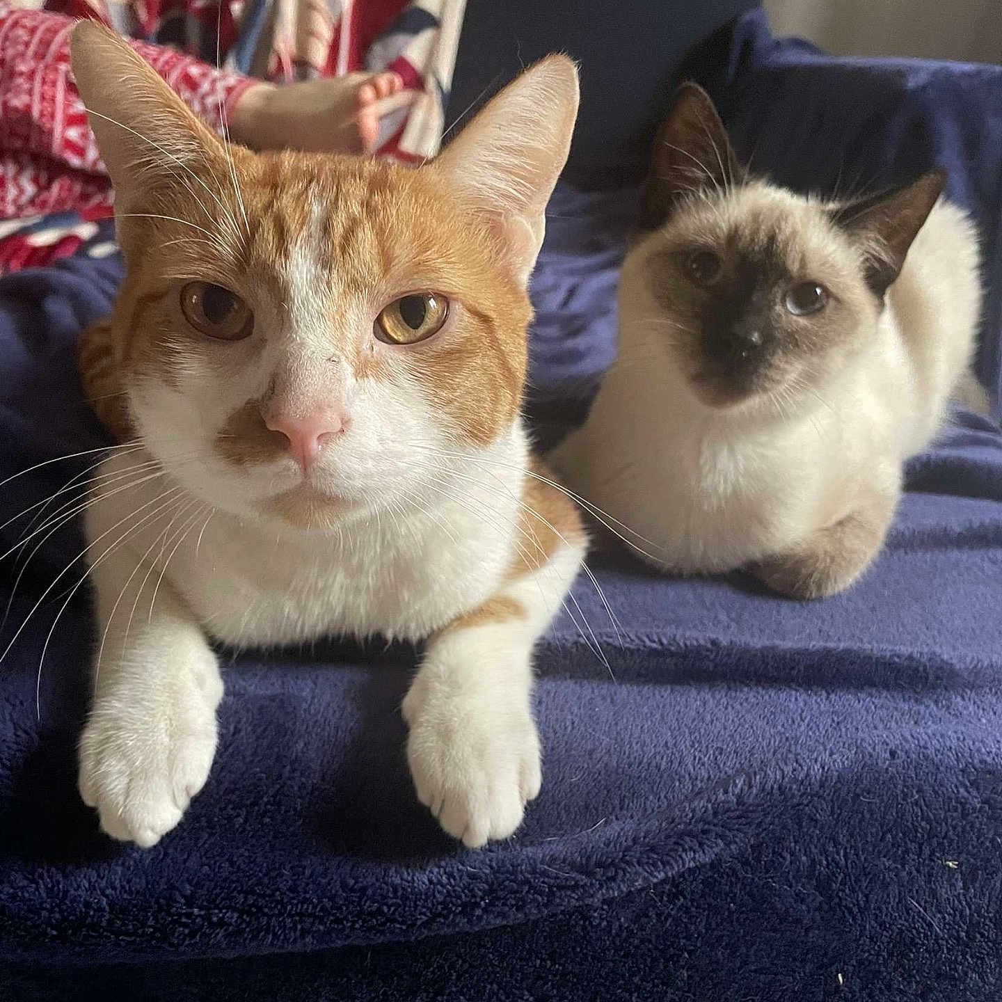Blue Et Tirgrou