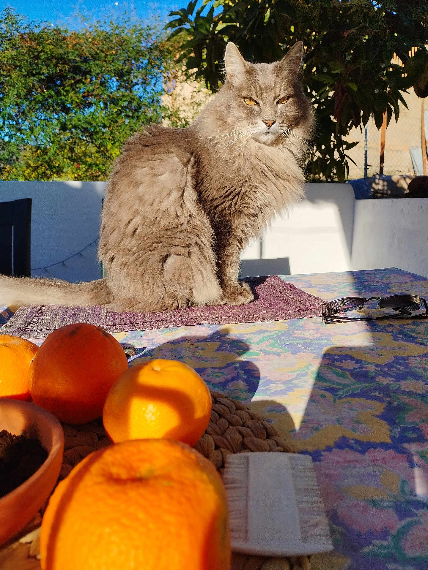 Guy a rejoint le concours — aidez-le/la à gagner de superbes lots ! cat, gray_cat, fluffy, orange, fruit, table, tablecloth, purple_mat, outdoor, sunlight, shadow, plant, tree, glasses, brush, fence, nature, daylight, still_life, pet