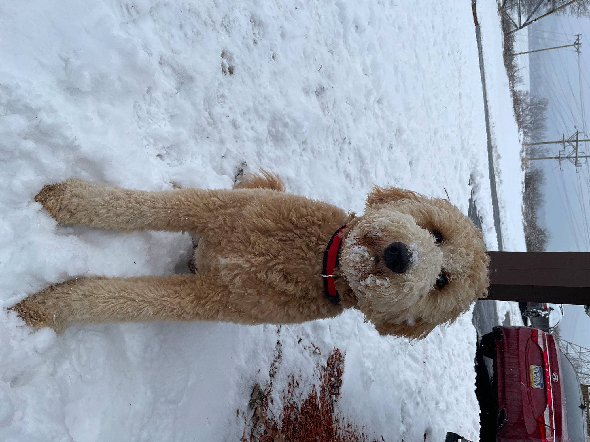 Ted is registered to the contest to win money with this photo: canidae, carnivore, collar, companion_dog, dog, dog_breed, dog_supply, event, fawn, freezing, fur, precipitation, snout, snow, sporting_group, stuffed_toy, tail, toy, winter, wool