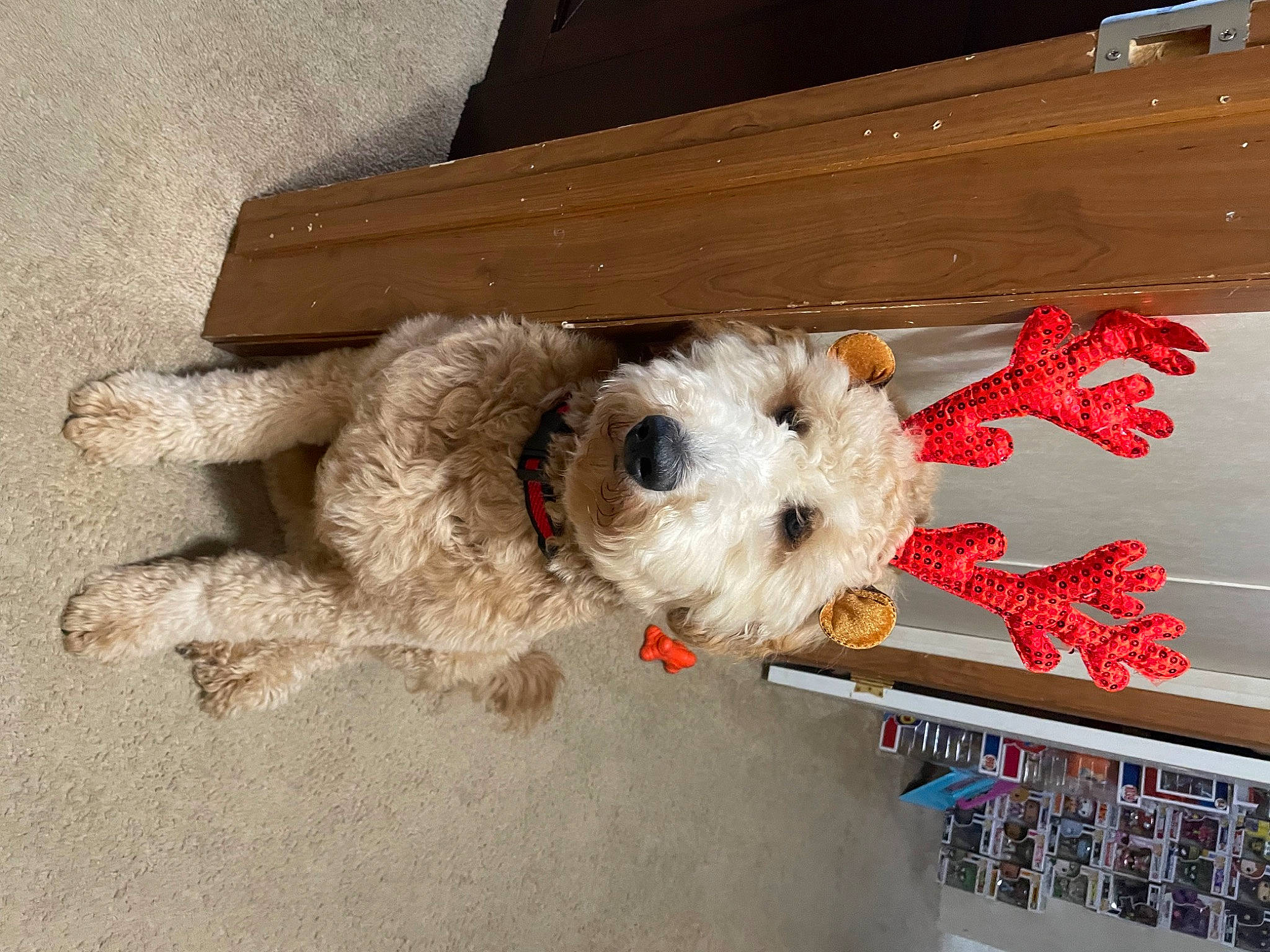 Ted joined the competition — help win amazing prizes! canidae, carnivore, companion_dog, dog, dog_breed, dog_supply, fawn, flooring, fur, labradoodle, maltepoo, small_terrier, snout, sporting_group, stuffed_toy, terrier, toy, toy_dog, wood, working_animal