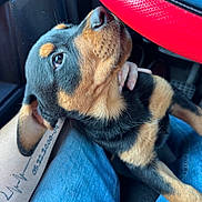 Bear joined the competition — help win amazing prizes! animal, black_fur, car_interior, close_up, cute, dog, hand, indoors, jeans, lap, looking_up, pet, puppy, resting, rottweiler, seat, steering_wheel, tan_fur, tattoo, young_dog