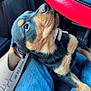 animal, black_fur, car_interior, close_up, cute, dog, hand, indoors, jeans, lap, looking_up, pet, puppy, resting, rottweiler, seat, steering_wheel, tan_fur, tattoo, young_dog