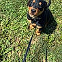 Bear joined the competition — help win amazing prizes! adorable, animal, black_and_tan, canine, collar, cute, dog, fur, grass, happy, leash, looking_up, nature, outdoor, pet, playful, puppy, sitting, sunlight, young