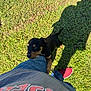 Bear is registered to the contest to win money with this photo: animal, black_dog, brown_puppy, casual, clothing, cute, dog, grass, jeans, leg, outdoor, person, pet, playful, puppy, red_shoe, shadow, shoe, summer, sunlight
