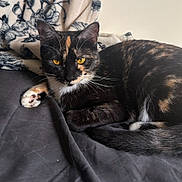 Margo joined the competition — help win amazing prizes! animal, bed, blanket, cat, cozy, cute, domestic_animal, feline, fur, golden_eyes, indoor, paw, pet, portrait, relaxed, resting, sleepy, tail, tortoiseshell_cat, whiskers