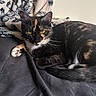 animal, bed, blanket, cat, cozy, cute, domestic_animal, feline, fur, golden_eyes, indoor, paw, pet, portrait, relaxed, resting, sleepy, tail, tortoiseshell_cat, whiskers