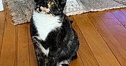 Margo is registered to the contest to win money with this photo: animal, cat, curious, cute, domestic, ears, feline, floorboards, fur, household, indoor, looking_up, pet, playful, rug, sitting, tortoiseshell, whiskers, wooden_floor, yellow_eyes