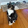 animal, cat, curious, cute, domestic, ears, feline, floorboards, fur, household, indoor, looking_up, pet, playful, rug, sitting, tortoiseshell, whiskers, wooden_floor, yellow_eyes