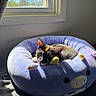 Margo is registered to the contest to win money with this photo: animal, cat, comfy, cozy, cute, daylight, feline, home, indoor, pet_bed, plush_bed, purple_bed, relaxed, resting, shadows, sleepy, soft_texture, sunlight, tortoiseshell_cat, window